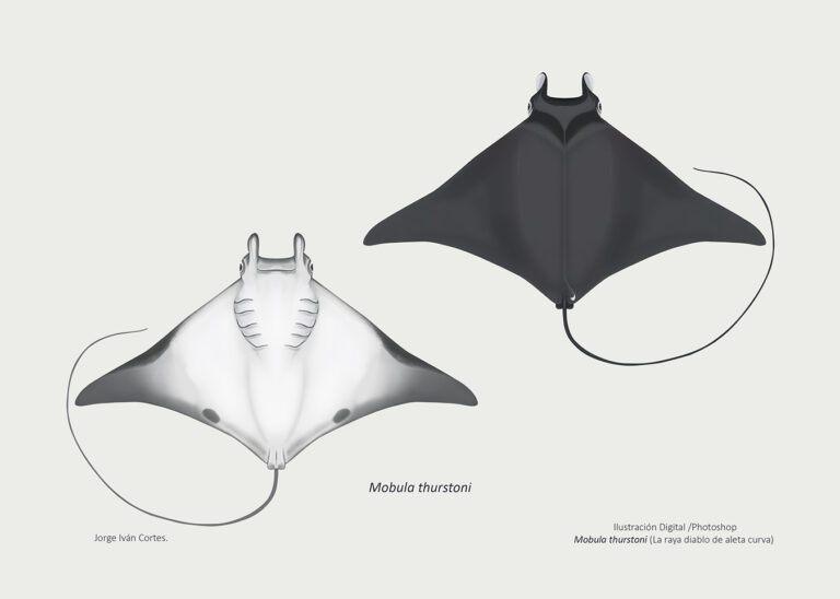 Mobula thurstoni