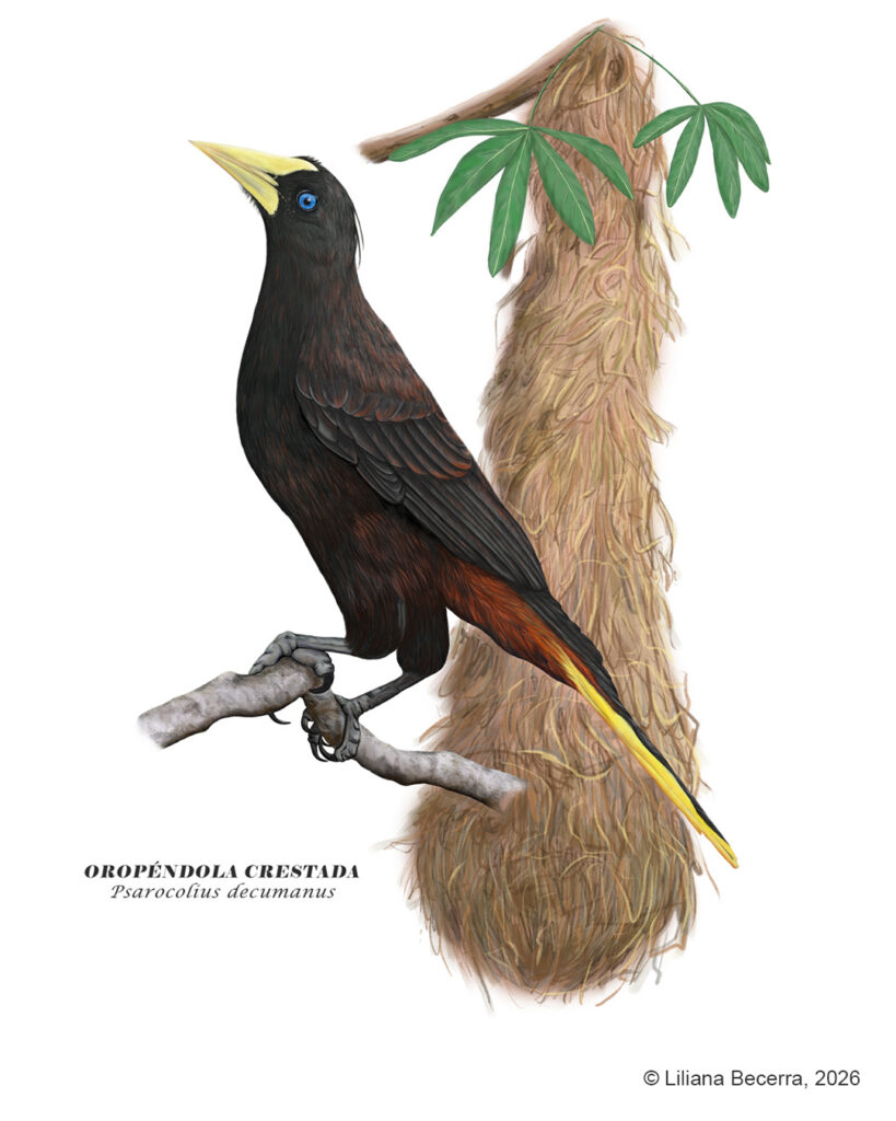 Oropéndola crestada Liliana Becerra