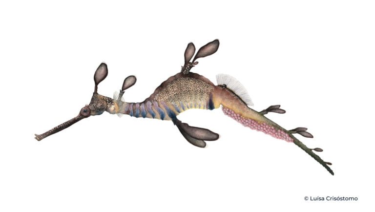 P_taeniolatus_LCrisostomo