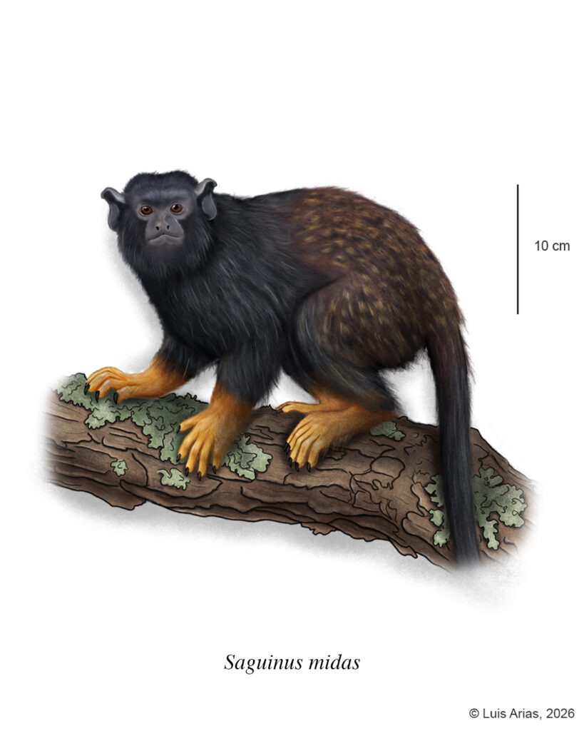 Saguinus midas - Alejandro Arias