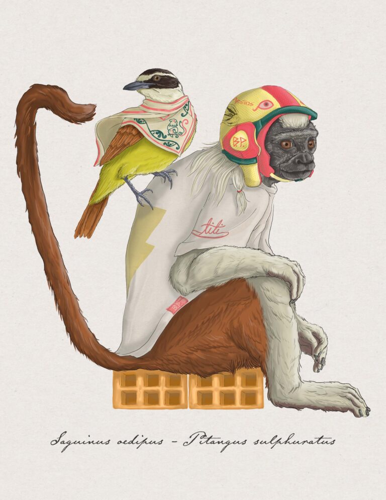 Saguinus oedipus