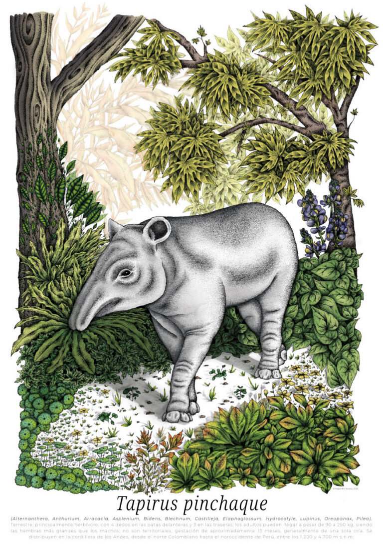 Tapirus pinchaque