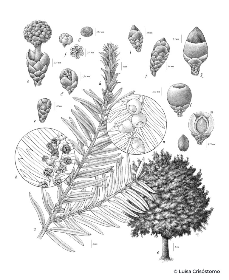 Taxus_baccata_LCrisostomo