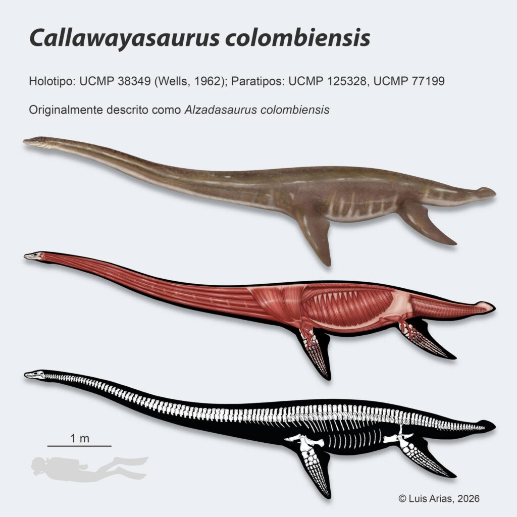 Callawayasaurus colombiensis Alejandro Arias