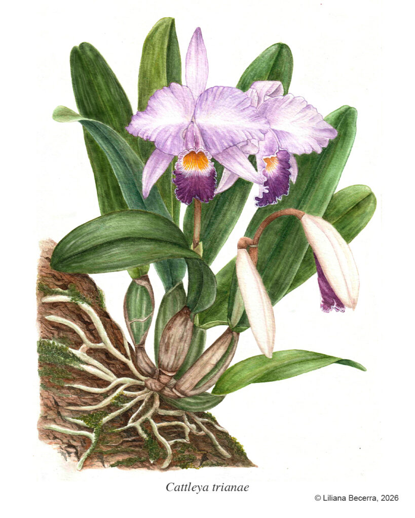 Cattleya trianae - Liliana Becerra