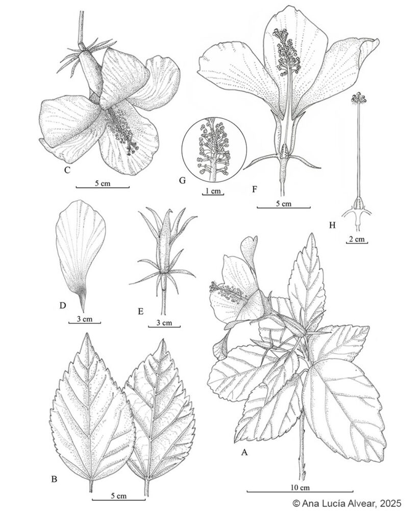 Hibiscus rosa-sinensis - Ana Lucía Alvear
