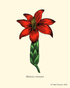 Mutisia Color