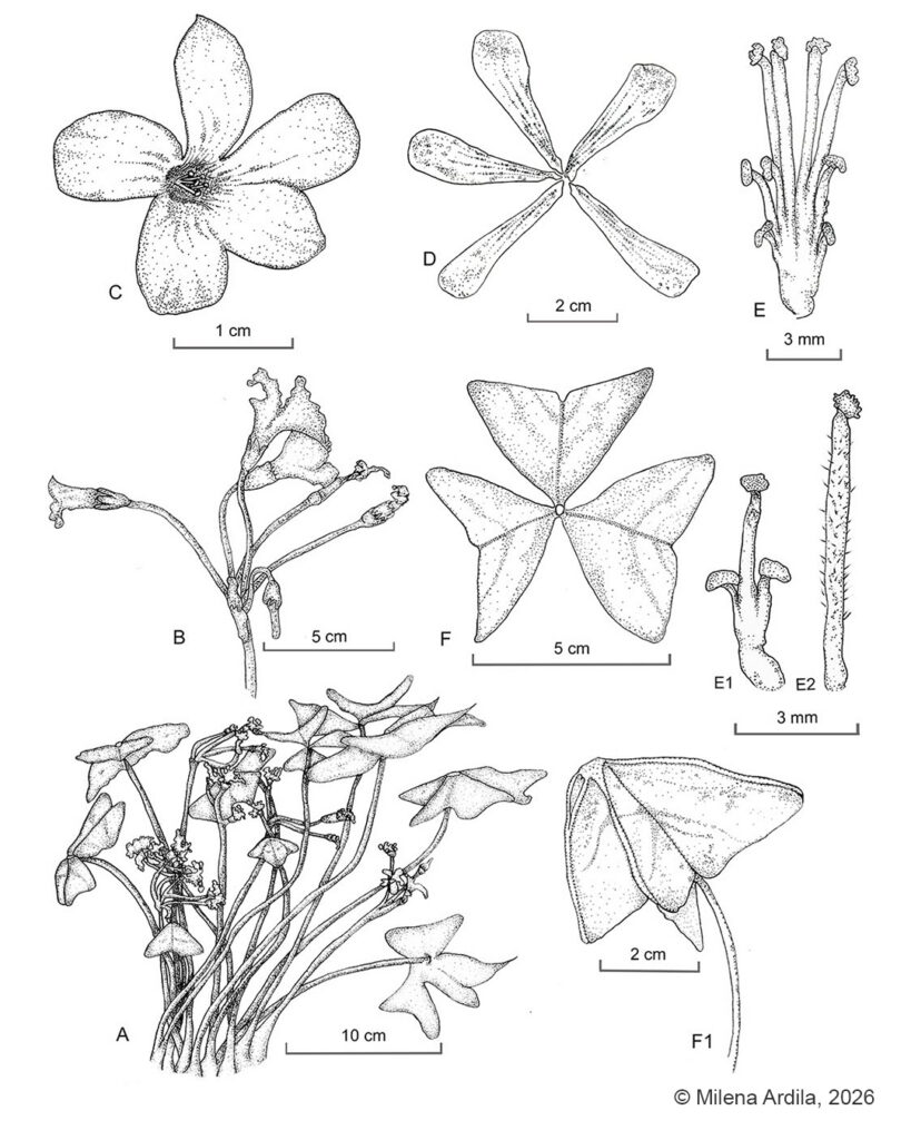 Oxalis triangularis - Milena Ardila