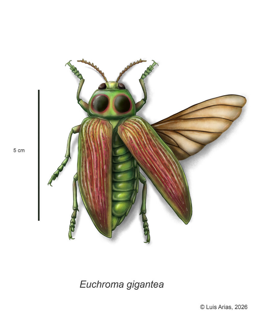Euchroma gigantea - Luis Alejandro Arias