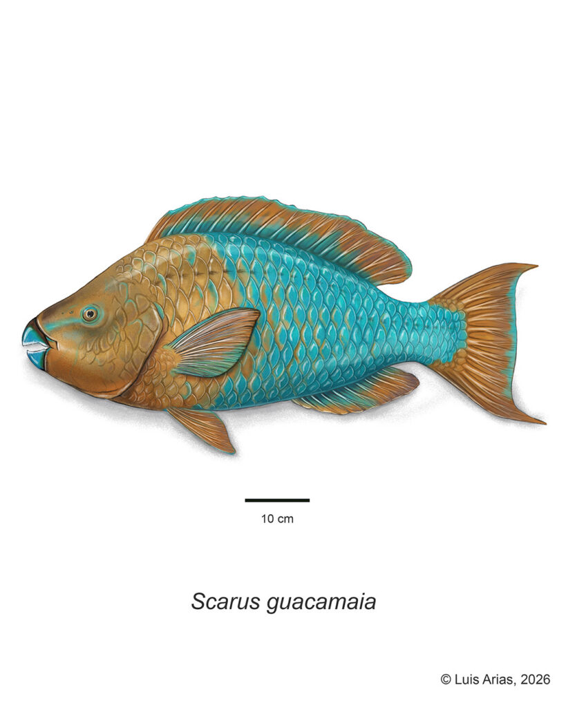 Scarus guacamaia - Alejandro Arias